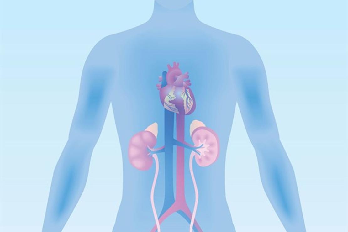 Anatomical sketch of human urinary organs