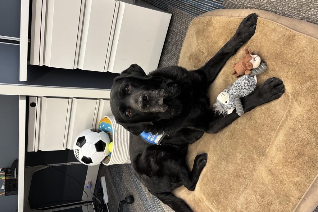 Manny, the four-legged companion at Center for Hope, supports our team and sprawls out between their desks.