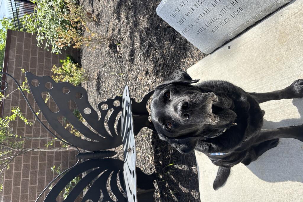 Manny, the four-legged companion at Center for Hope, basks in the sunlight.