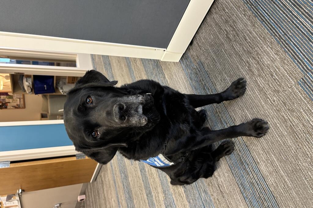 Manny, the four-legged companion at Center for Hope, sits patiently with his blue "service dog" vest on.