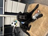 Manny, the four-legged companion at Center for Hope, supports our team and sprawls out between their desks.