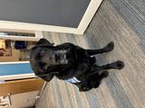 Manny, the four-legged companion at Center for Hope, sits patiently with his blue "service dog" vest on.